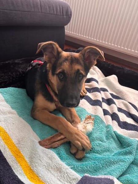 Welpenrüde Spike sucht ein neues Zuhause