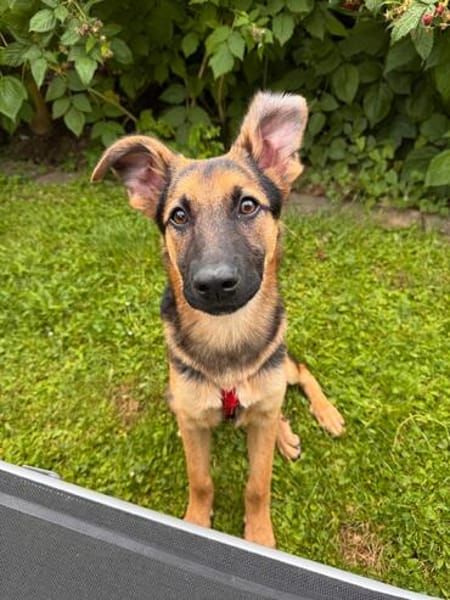 Welpenrüde Spike sucht ein neues Zuhause