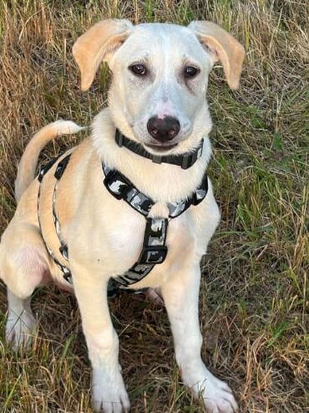 Traumhund Max sucht ein liebes Zuhause