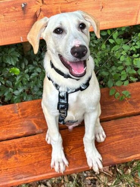 Traumhund Max sucht ein liebes Zuhause