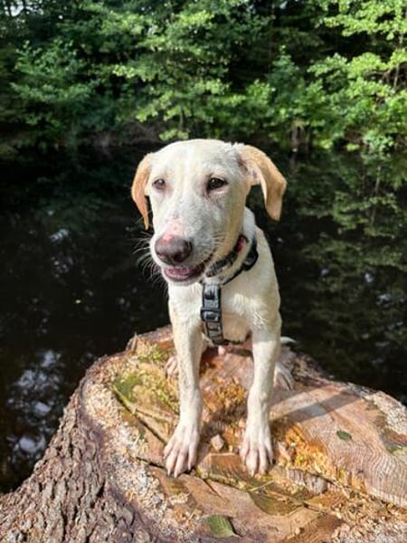 Traumhund Max sucht ein liebes Zuhause