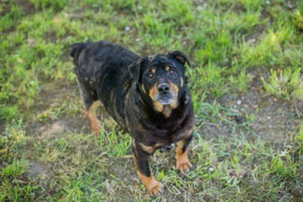 BRONCO  Lieber Genießer sucht sein Zuhause