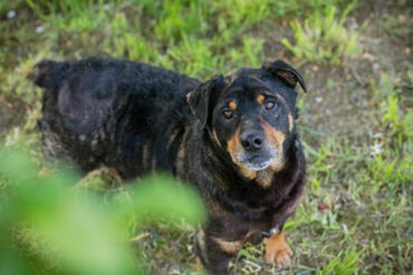 BRONCO  Lieber Genießer sucht sein Zuhause