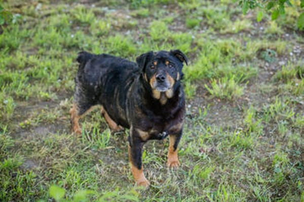 BRONCO  Lieber Genießer sucht sein Zuhause