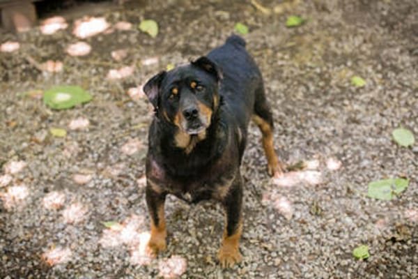 BRONCO  Lieber Genießer sucht sein Zuhause