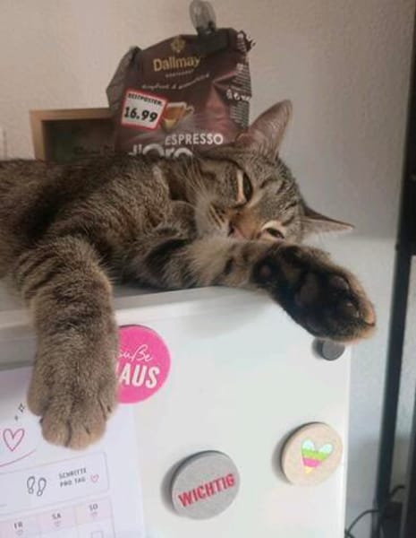 Artie ~ 1 Jahr sucht Zuhause mit Ruhe und Geduld