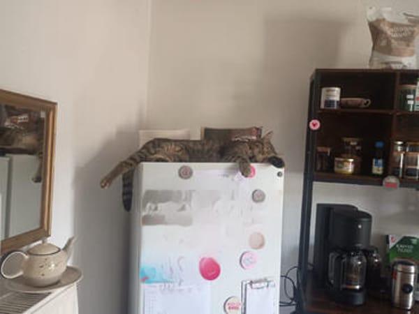 Artie ~ 1 Jahr sucht Zuhause mit Ruhe und Geduld