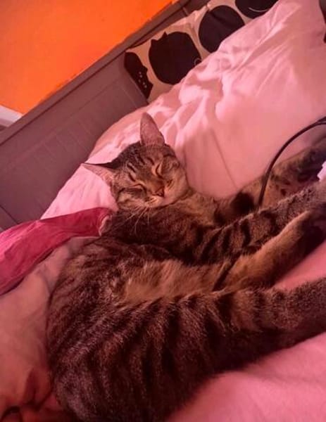 Artie ~ 1 Jahr sucht Zuhause mit Ruhe und Geduld