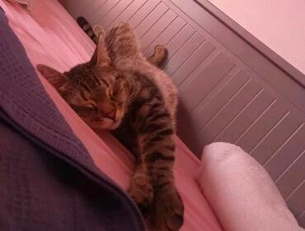 Artie ~ 1 Jahr sucht Zuhause mit Ruhe und Geduld
