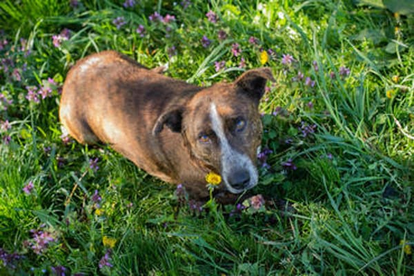 NIMO  Kleiner vorsichtiger Schatz sucht geduldige Menschen