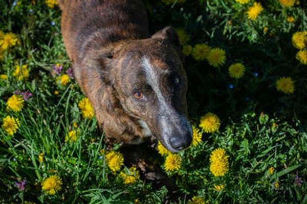 NIMO  Kleiner vorsichtiger Schatz sucht geduldige Menschen