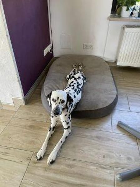 ROSI sucht dringend Pflegestelle/Zuhause
