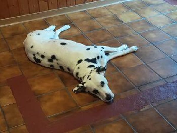 KIRA sucht dringend Pflegestelle/Zuhause