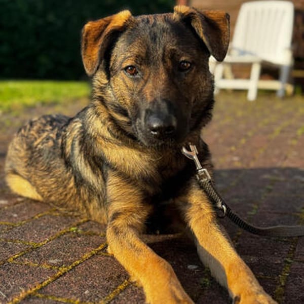 💔 Malia braucht ganz dringend Hilfe 💔