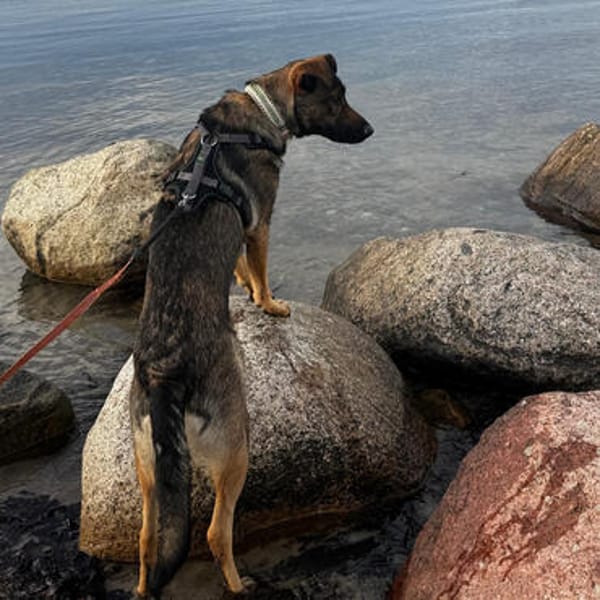 💔 Malia braucht ganz dringend Hilfe 💔