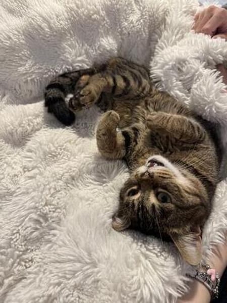 Sozialer Kater PEPPINO sucht Zuhause!