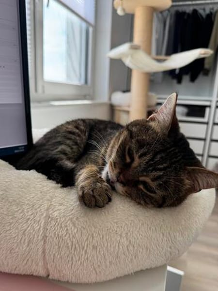 Sozialer Kater PEPPINO sucht Zuhause!