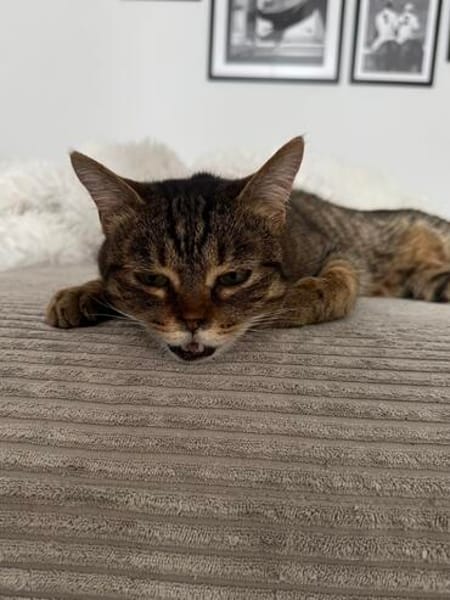 Sozialer Kater PEPPINO sucht Zuhause!