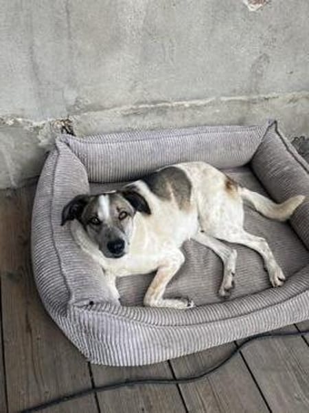 Liebevoller Hund REX sucht sein Zuhause!