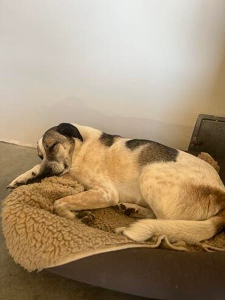 Liebevoller Hund REX sucht sein Zuhause!