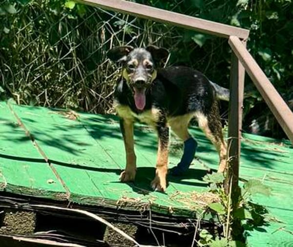 Thila  fröhliche kleine Entdeckerin sucht ihre Familie