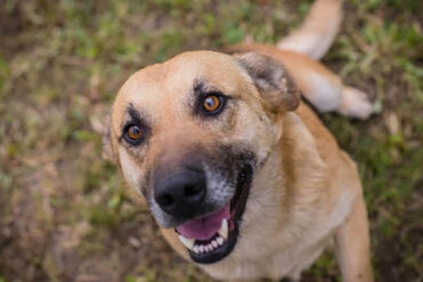 HENRY  Freundlicher Hundejunge sucht liebevolle Menschen