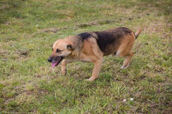 HENRY  Freundlicher Hundejunge sucht liebevolle Menschen