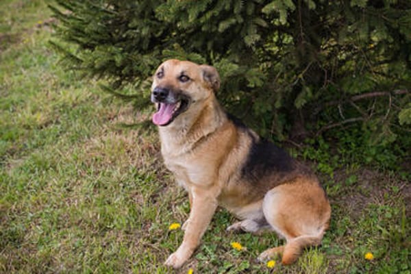 HENRY  Freundlicher Hundejunge sucht liebevolle Menschen