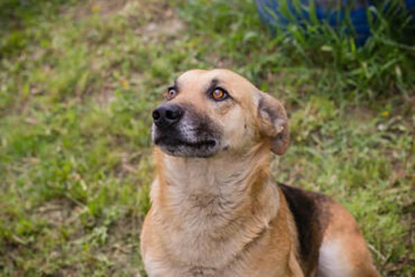 HENRY  Freundlicher Hundejunge sucht liebevolle Menschen