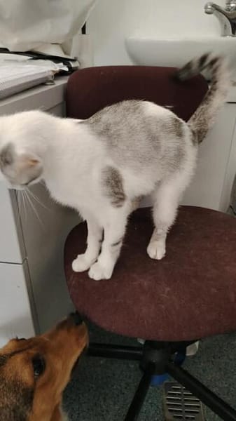 Süße Katze Alma