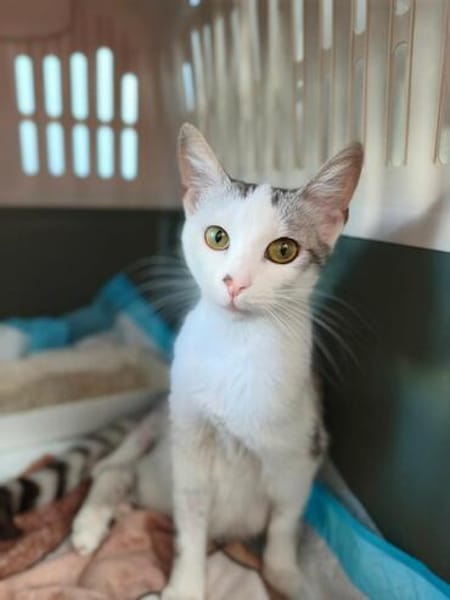 Süße Katze Alma