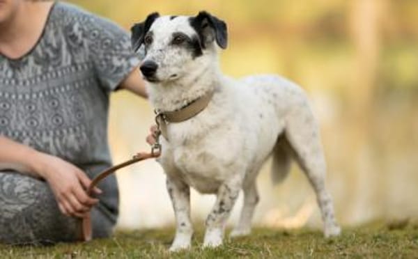 Spotty sucht hundeerfahrene Menschen