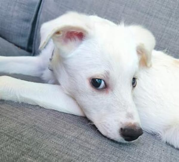 🐾❤ Pedro sucht sein für immer Zuhause