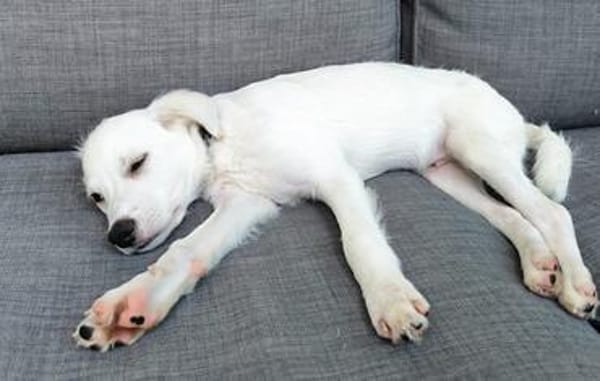 🐾❤ Pedro sucht sein für immer Zuhause