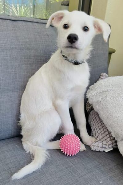🐾❤ Pedro sucht sein für immer Zuhause