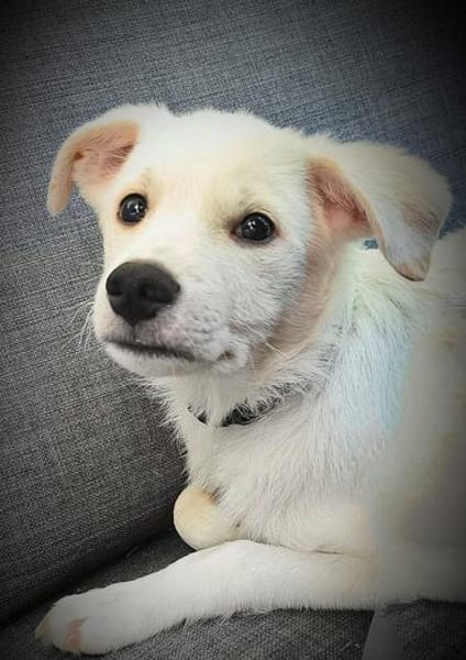 🐾❤ Pedro sucht sein für immer Zuhause