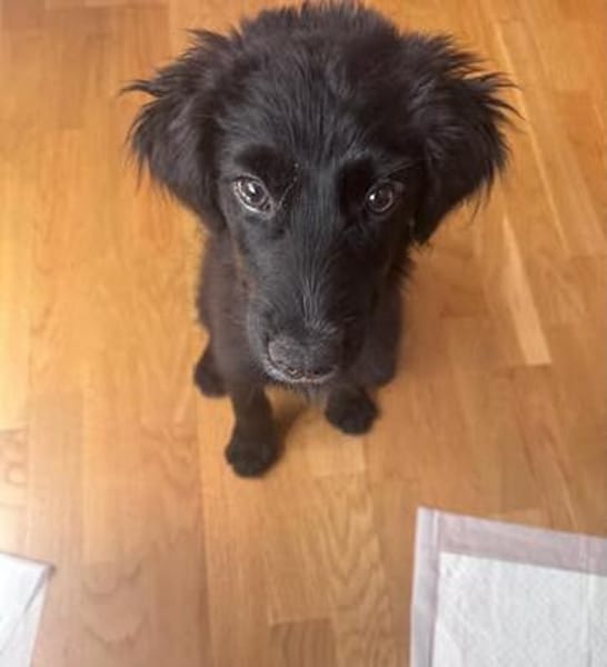 🐾 Jolie sucht ihre Familie