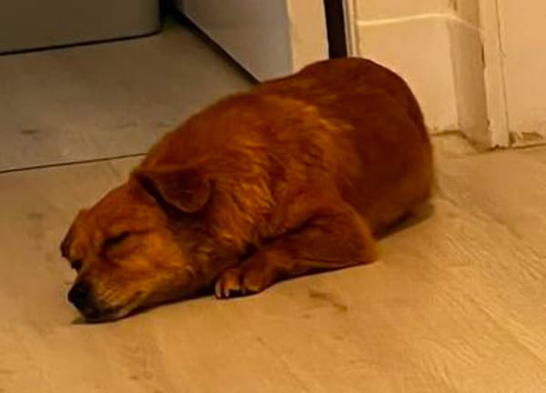 Toffee in Hamburg wartet auf ihre Menschen