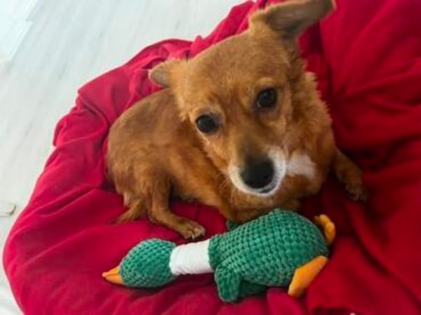 Toffee in Hamburg wartet auf ihre Menschen