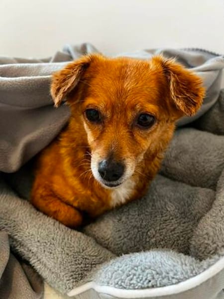 Toffee in Hamburg wartet auf ihre Menschen