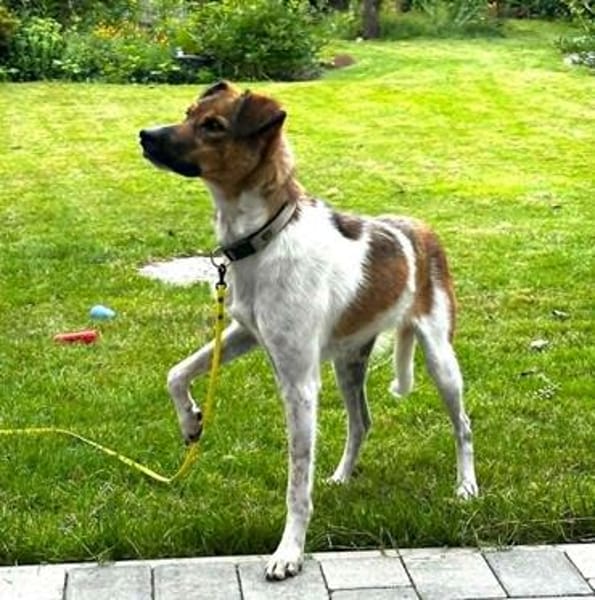 Nica - liebevolles Für-Immer-Zuhause gesucht