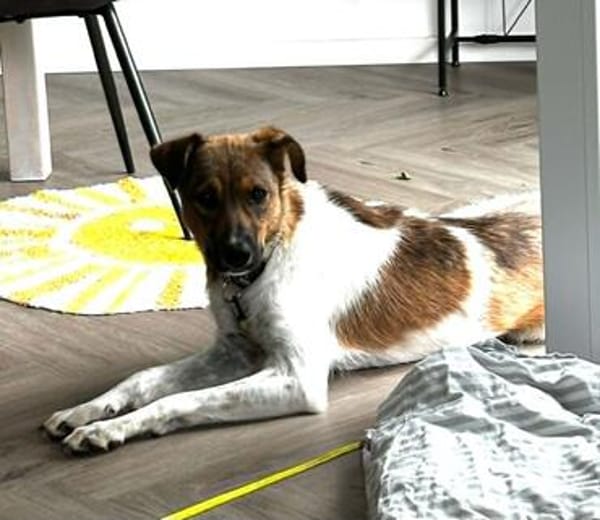 Nica - liebevolles Für-Immer-Zuhause gesucht