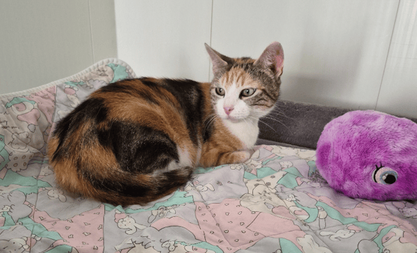 LILA