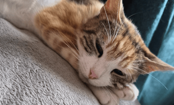 LILA