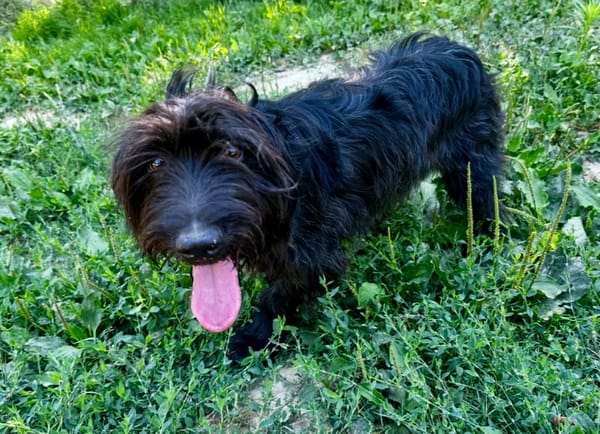 Swiffer