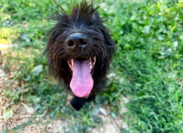 Swiffer