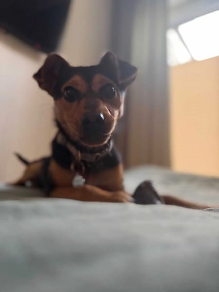 Lola