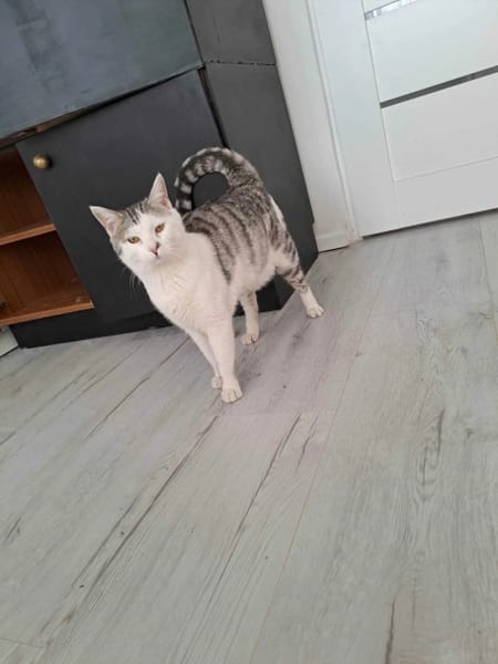 Kaufek