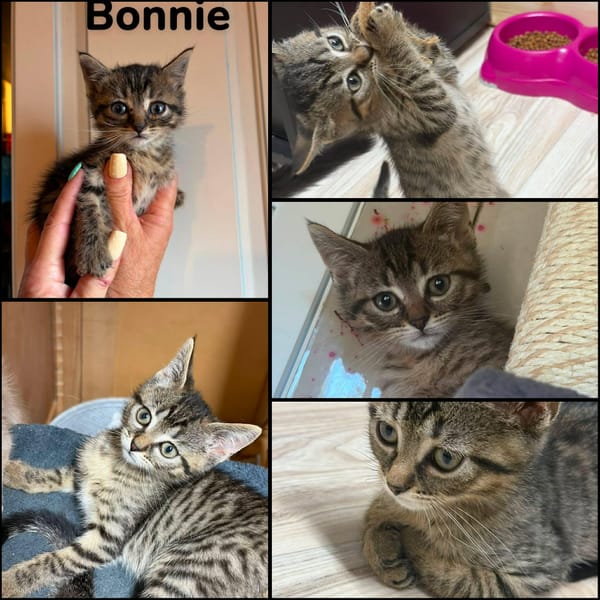 BESTY et BONNIE  deux soeurs   A réserver
