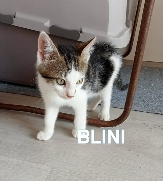 BLINI